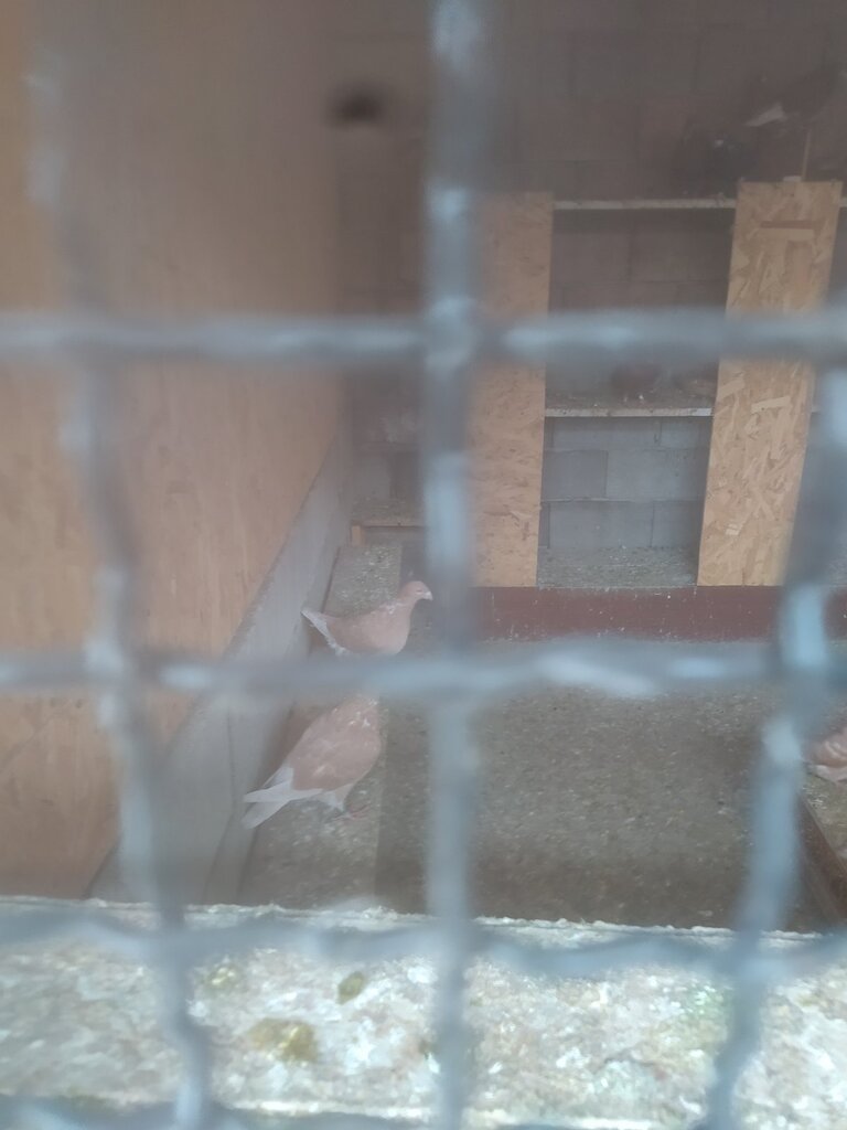 viber slika 2025 11 10 12 11 48 529